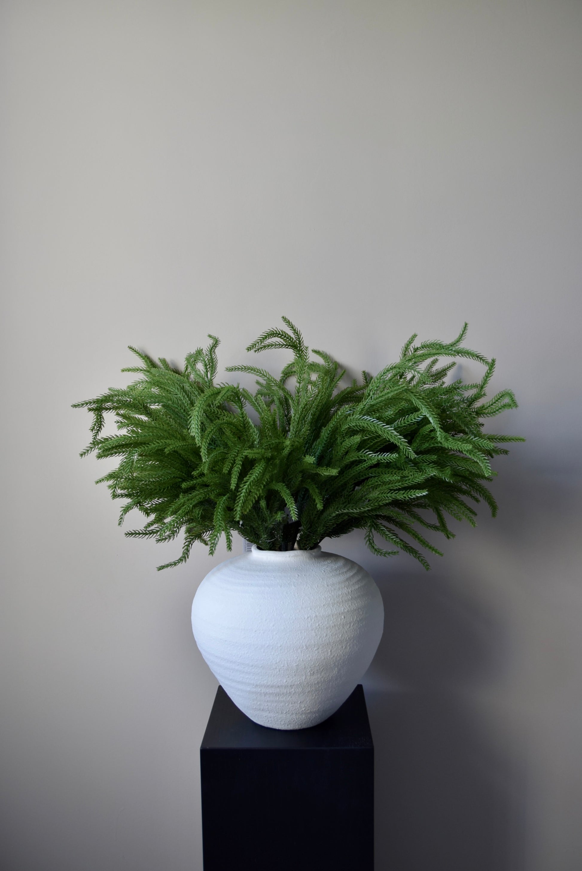 Green plant in a white vase on a black stand against a plain background