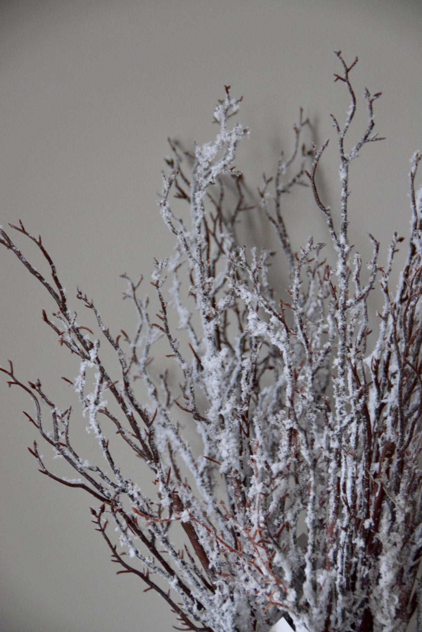 Frosted branches against a plain background