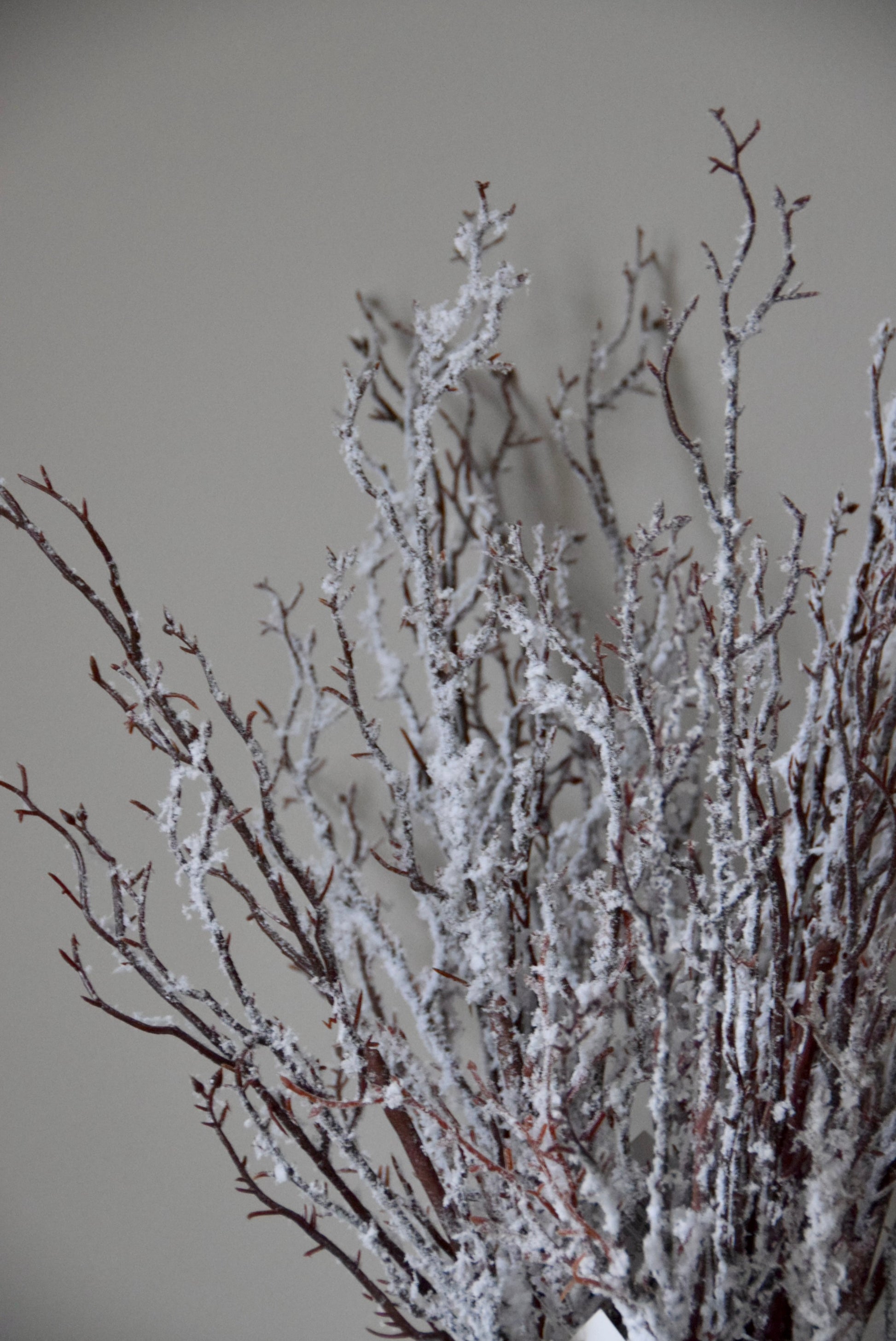 Frosted branches against a plain background