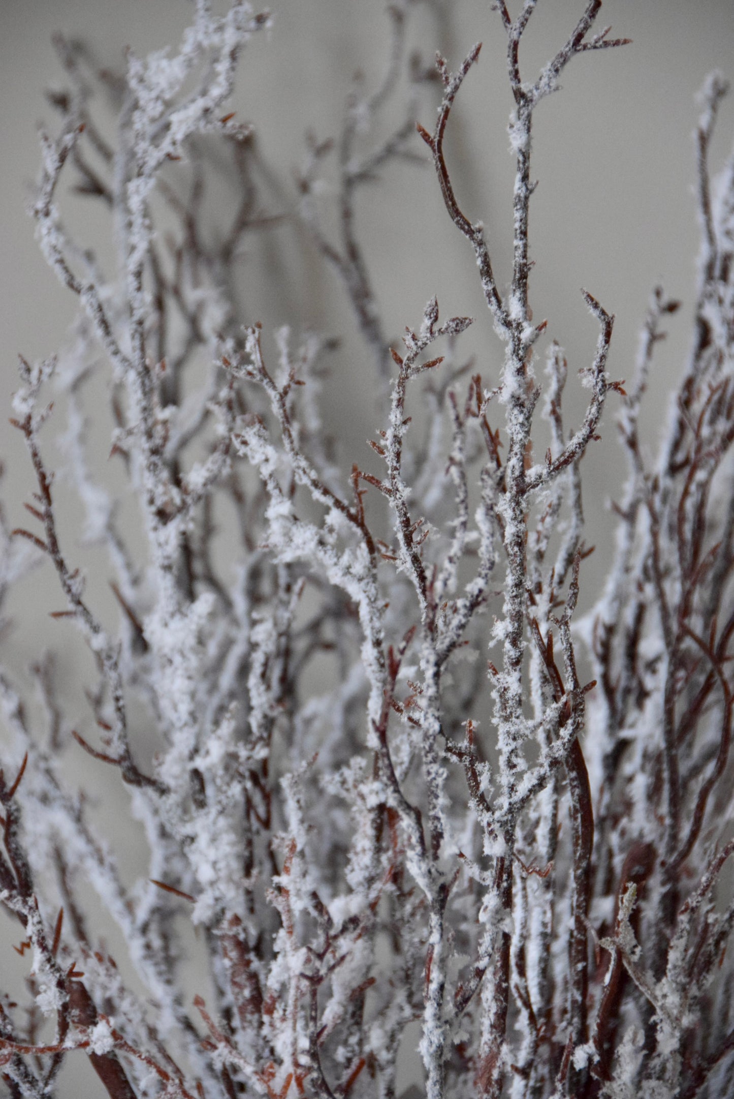 Frosted branches against a neutral background