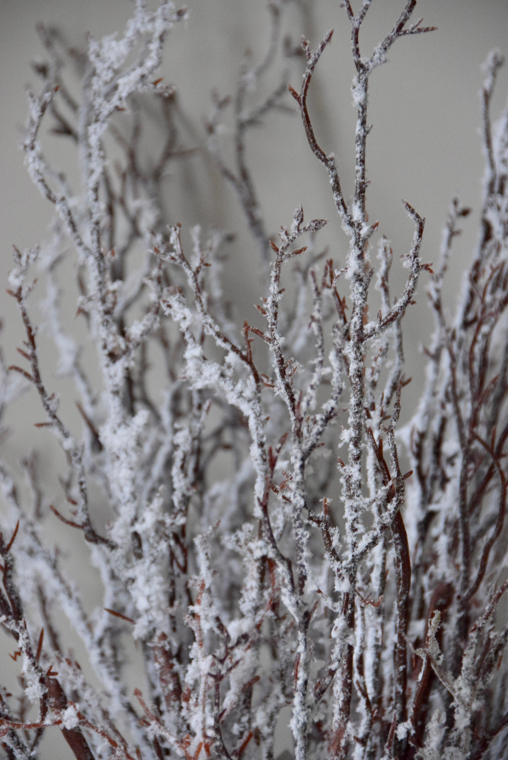 Frosted branches against a neutral background