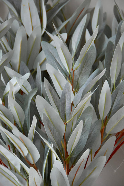 Close-up of a eucalyptus stems with sage leaves