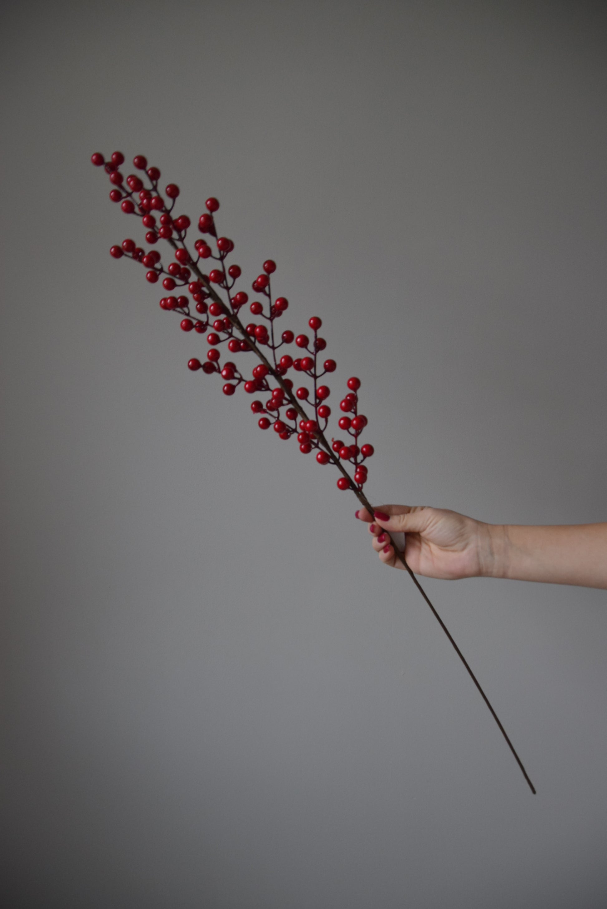 Hand holding a branch with red berries against a grey background