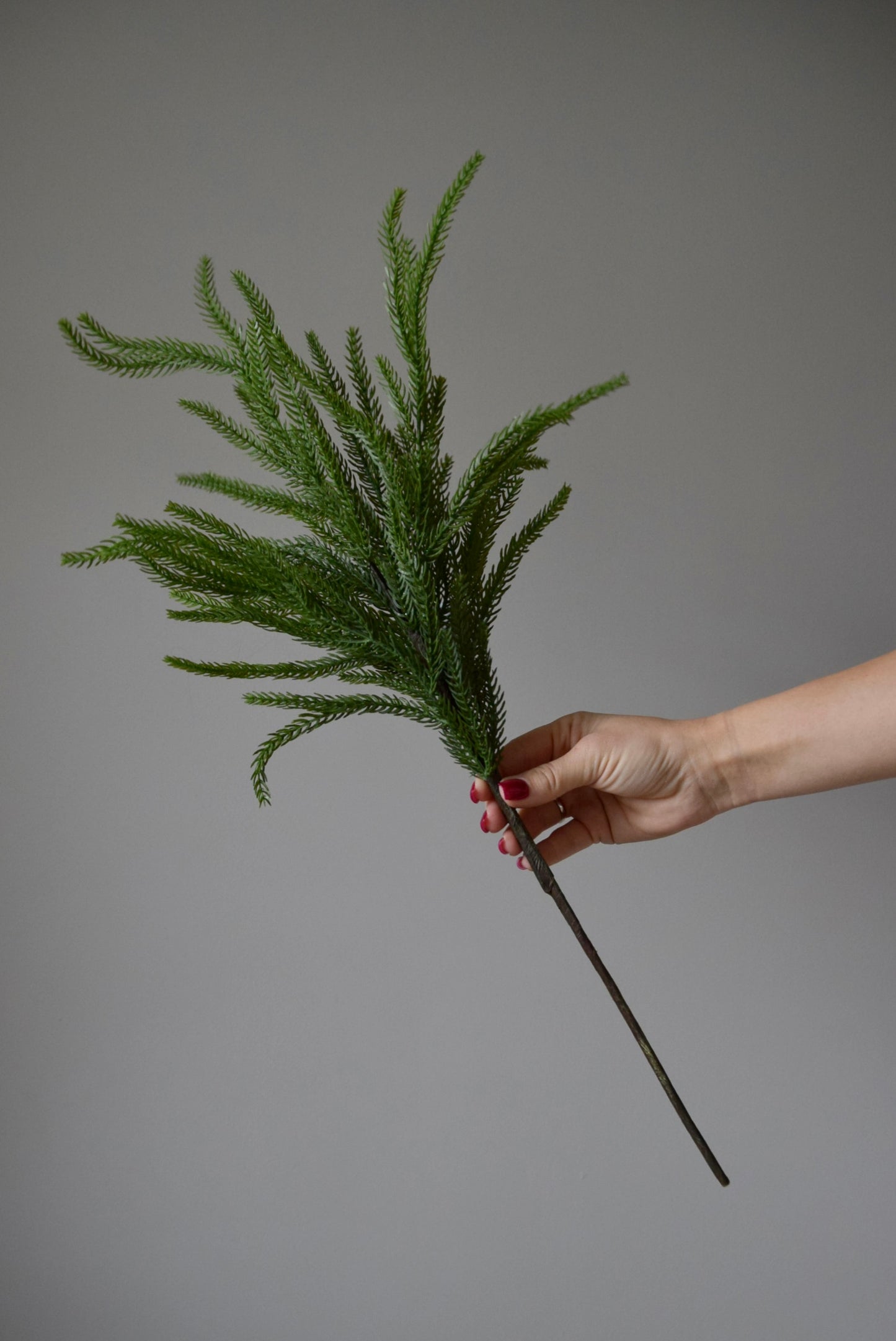A hand holding a norfolk pine branch