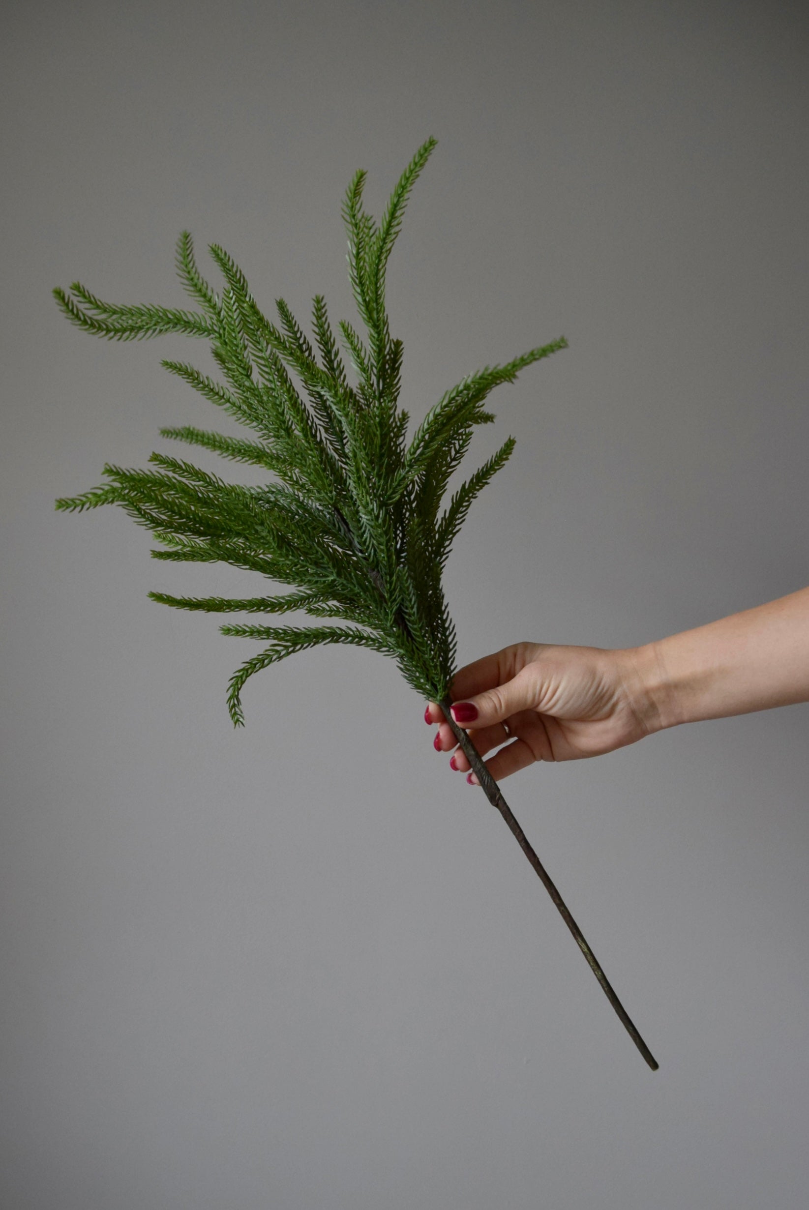 A hand holding a norfolk pine branch