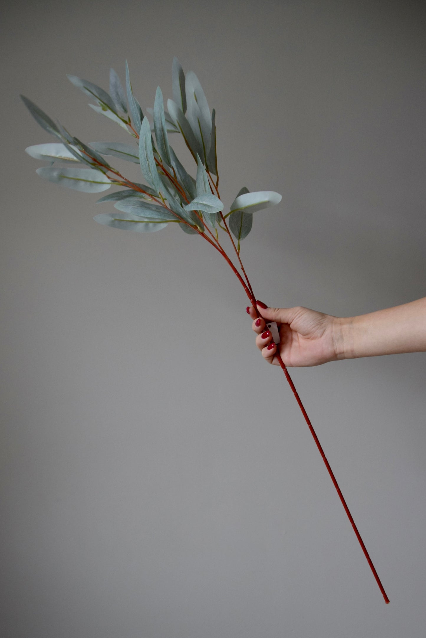 Hand holding a branch with eucalyptus stem against a grey background