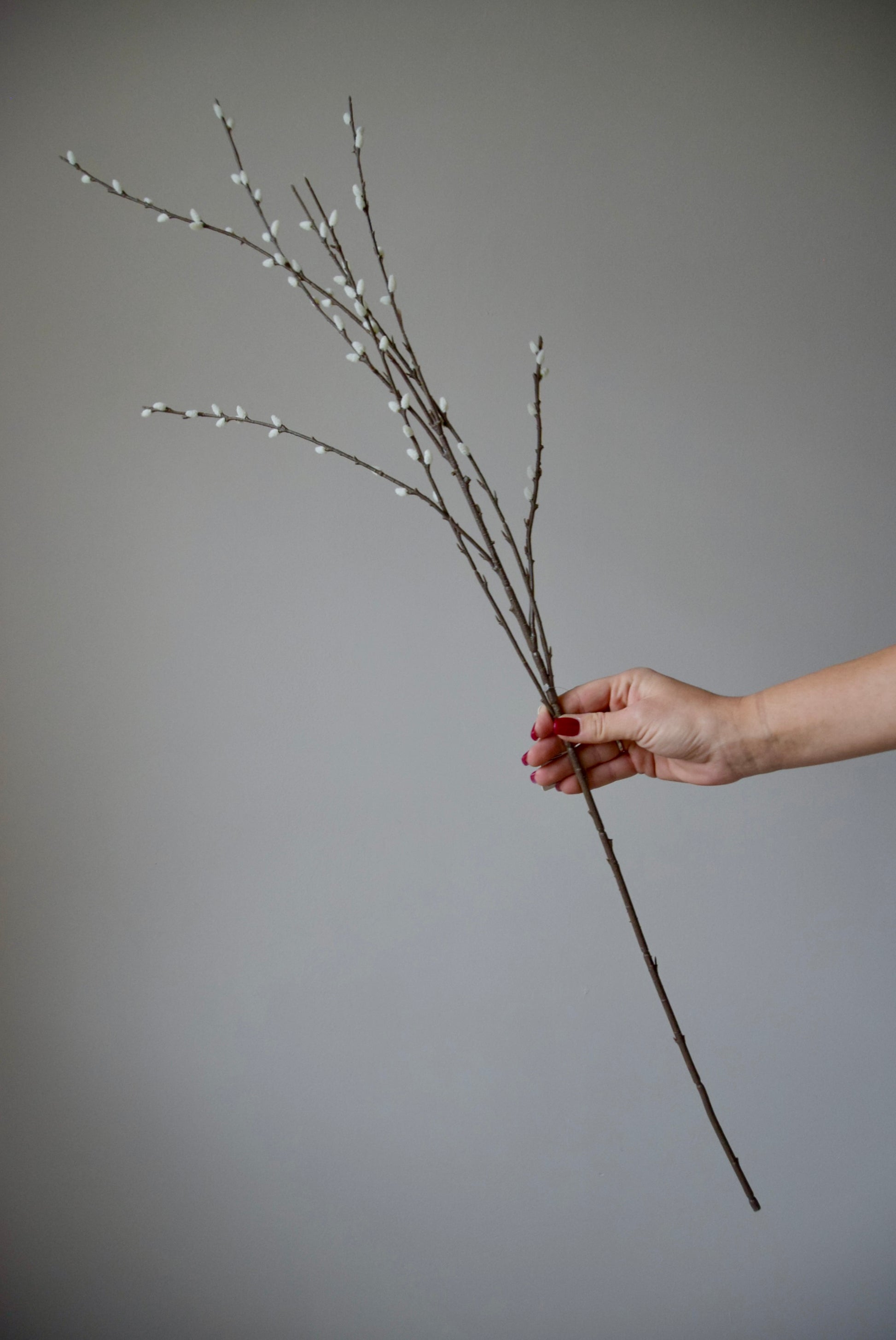 Hand holding a pussy willow branch against a grey background