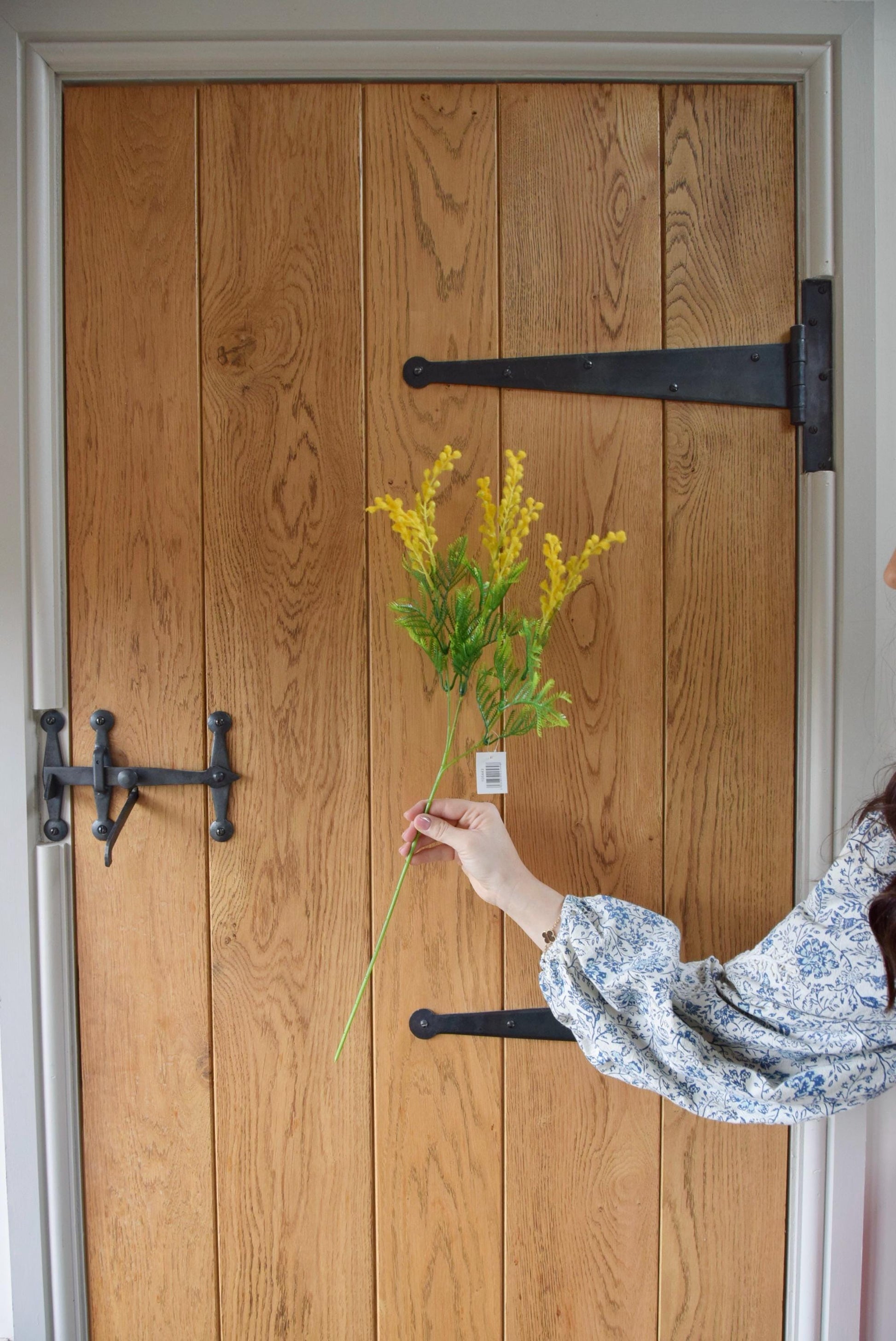 Yellow mimosa stem displayed against a country style wooden door.