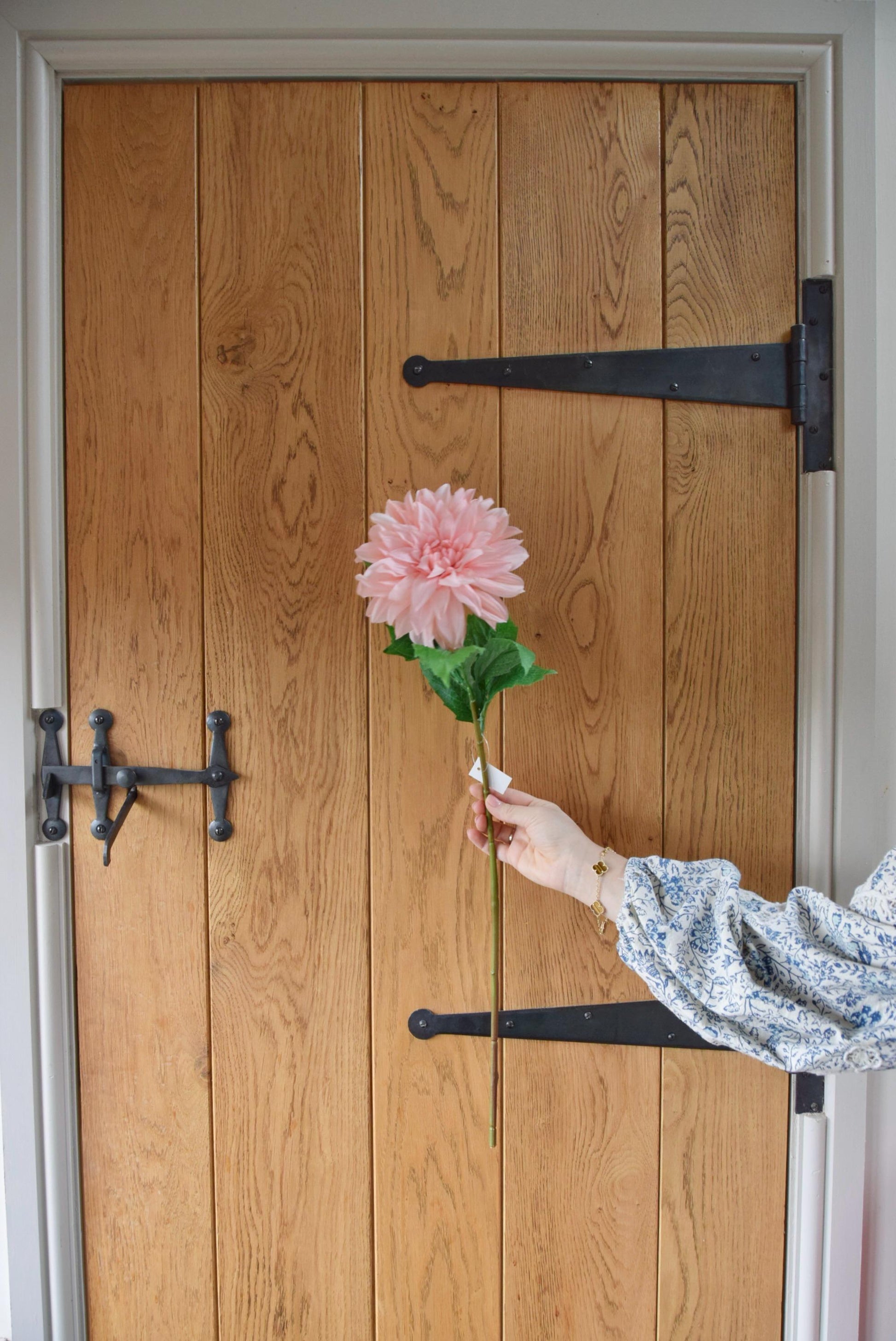 Pink monarch dahlia stem displayed against a country style wooden door.