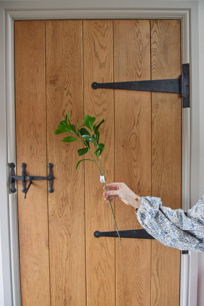 Obovate leaf stem displayed against a country style kitchen door.