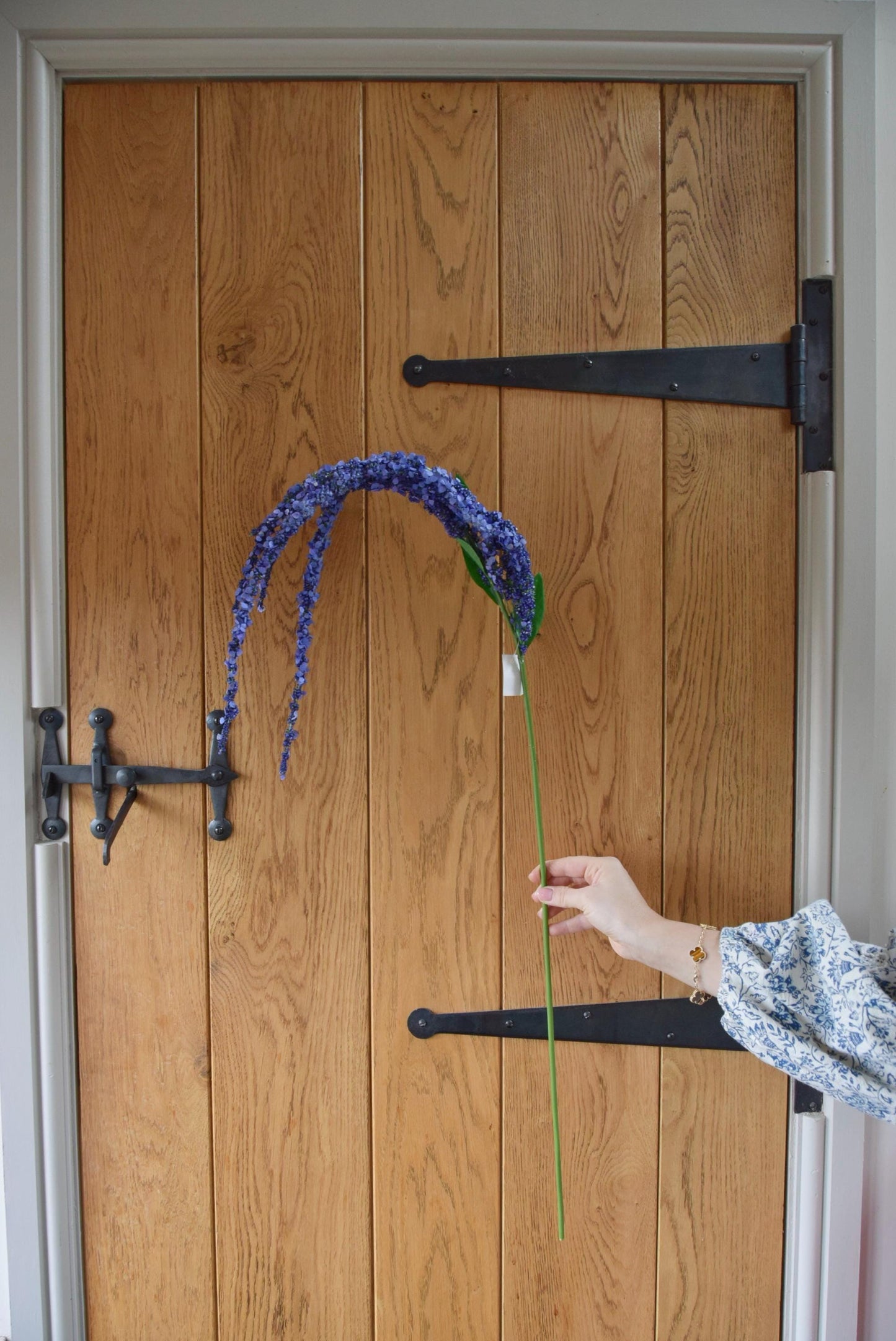 Long purple amaranthus trailing stem displayed against a country style wooden door.