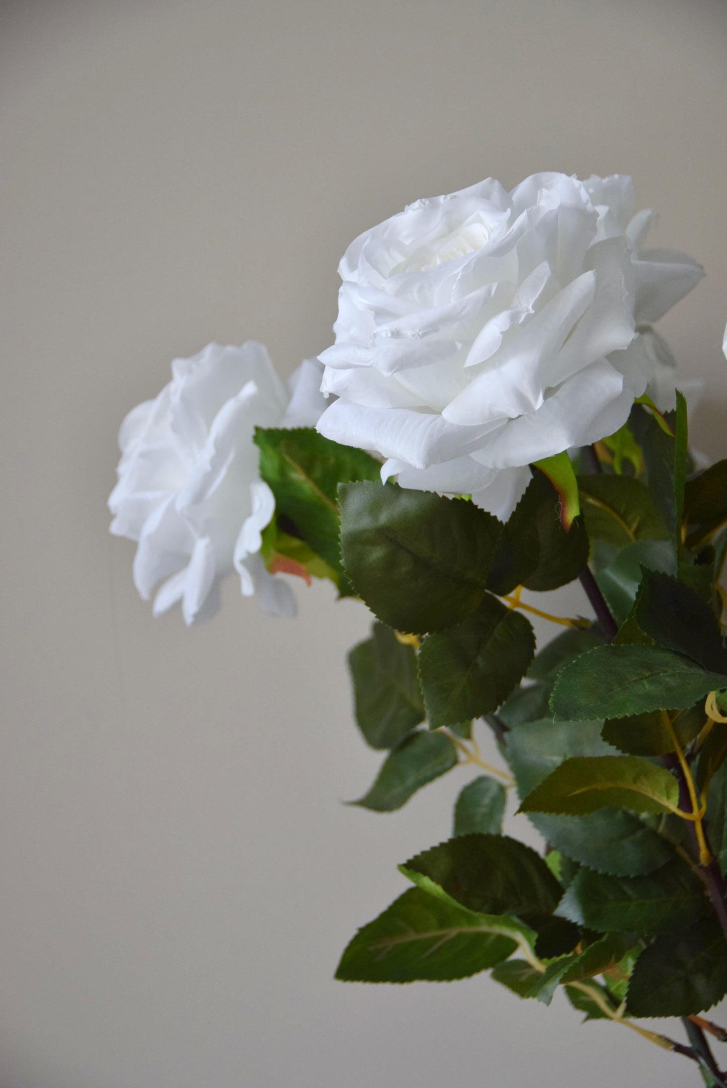 Tall white roses displayed against a neutral background.