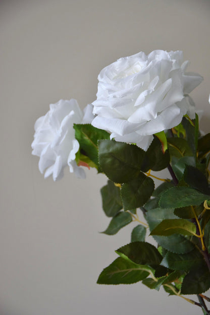 Tall white roses displayed against a neutral background.