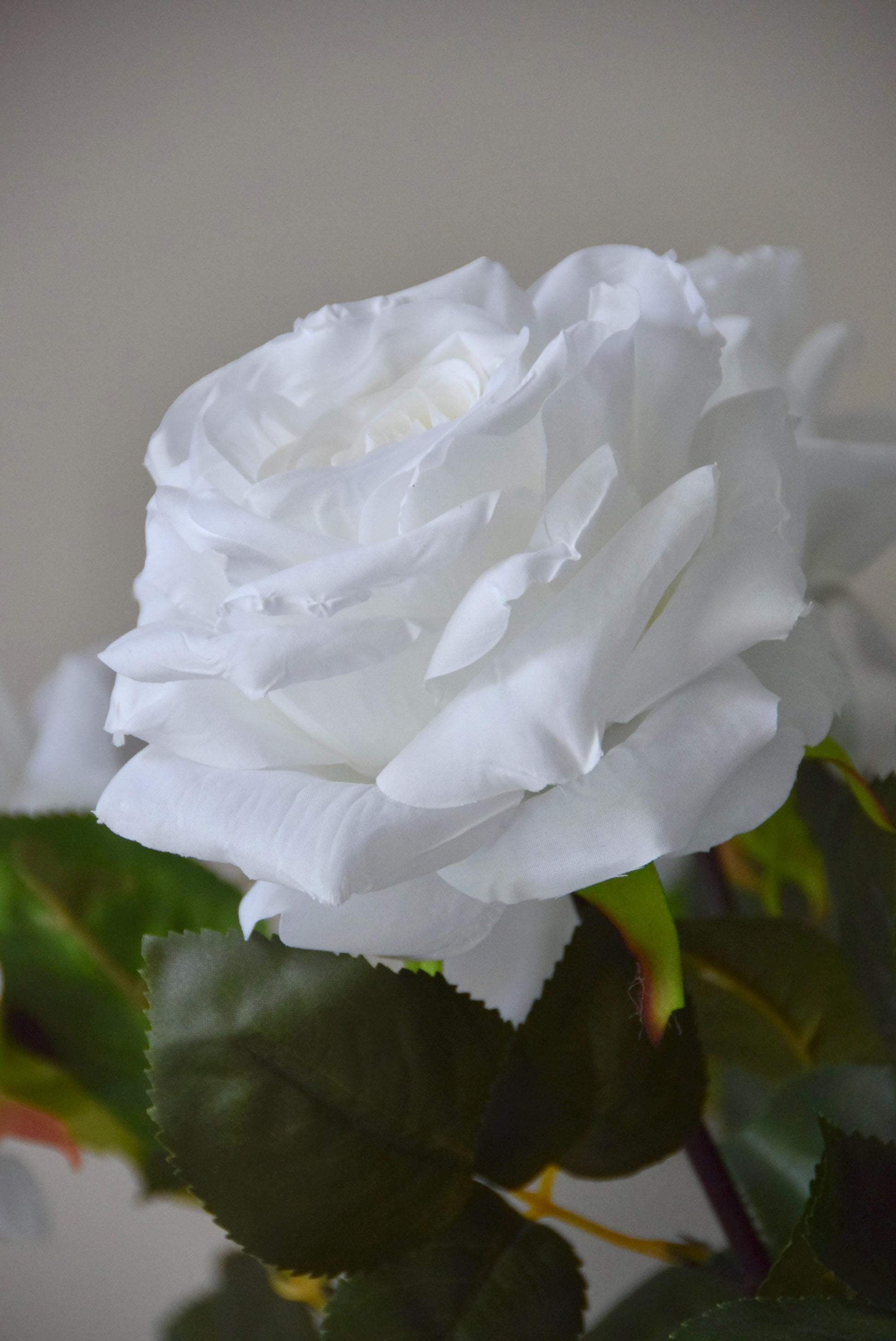 Tall white rose displayed against a neutral background.