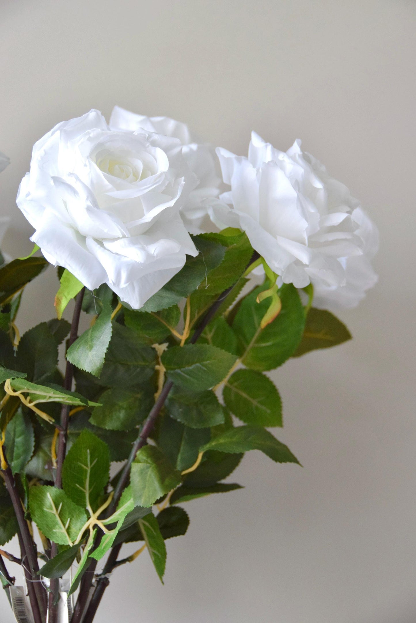 Tall white roses displayed against a neutral background.