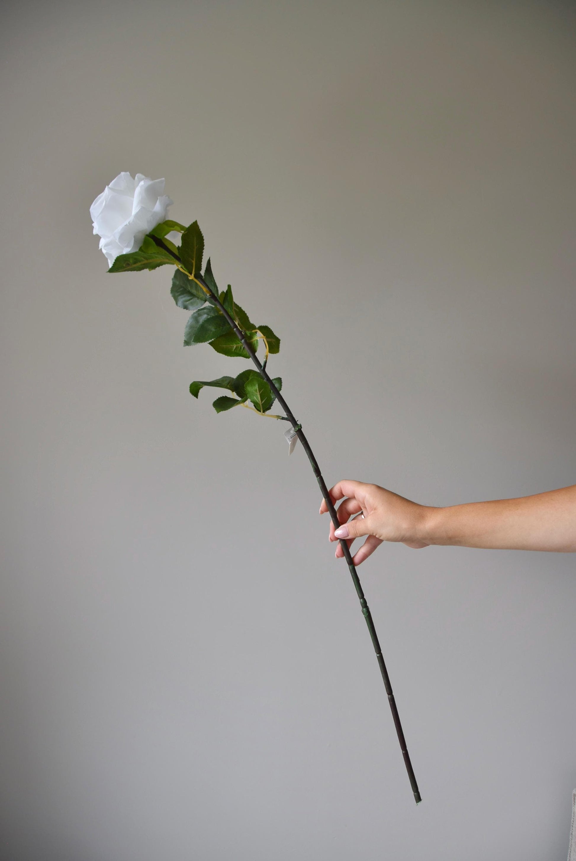 Tall white rose displayed against a neutral background.