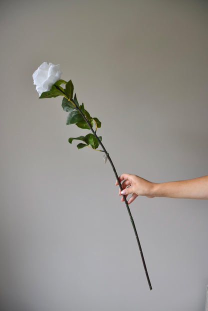 Tall white rose displayed against a neutral background.