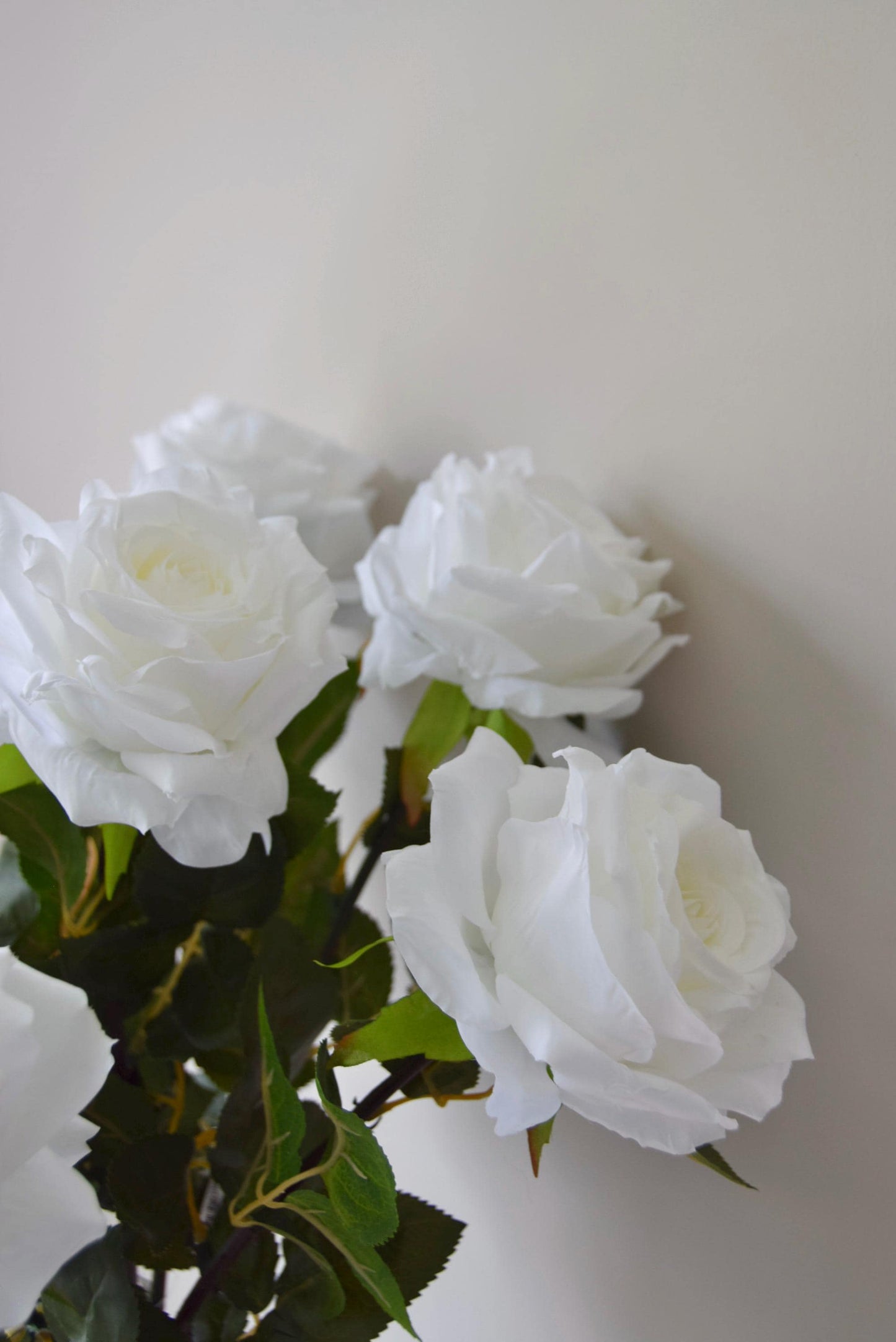 Tall white roses displayed against a neutral background.